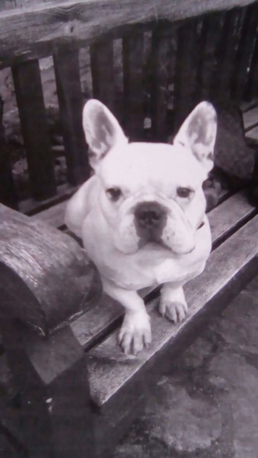 Perro - оригинал