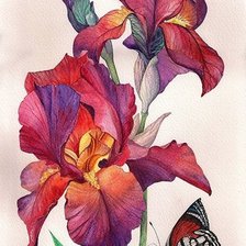 Схема вышивки «№1642121»