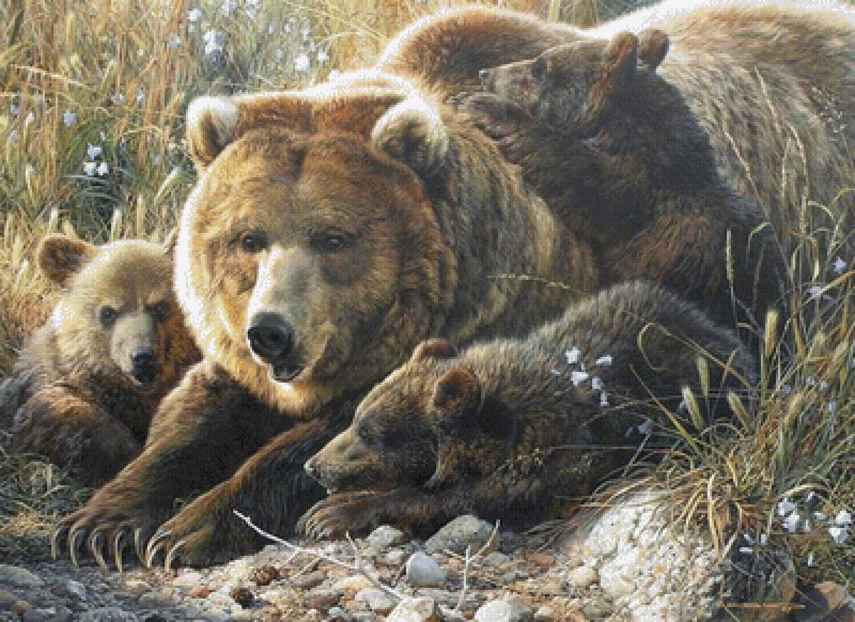 медведи - животные, пейзаж, природа - предпросмотр
