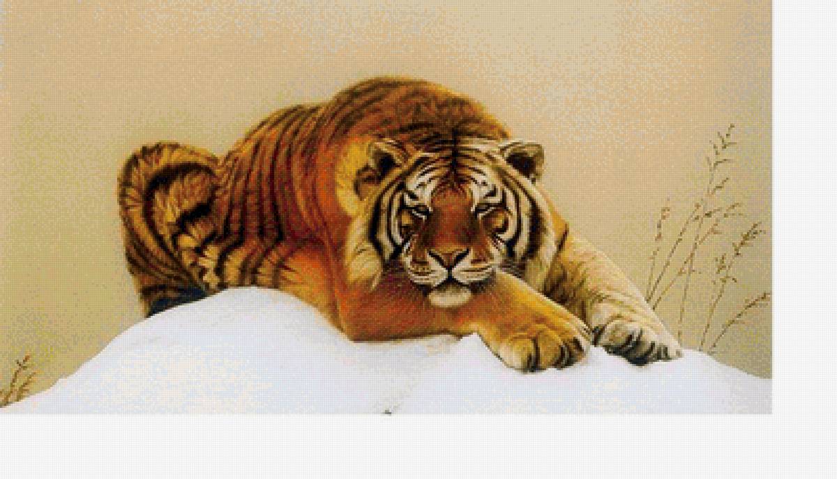 Тигр - животные - предпросмотр