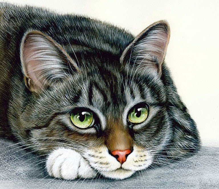 взгляд - кошки - оригинал