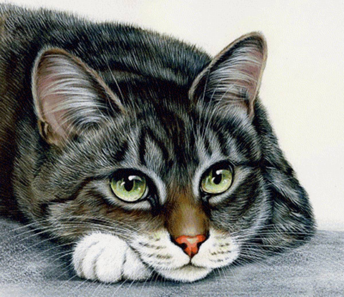 взгляд - кошки - предпросмотр