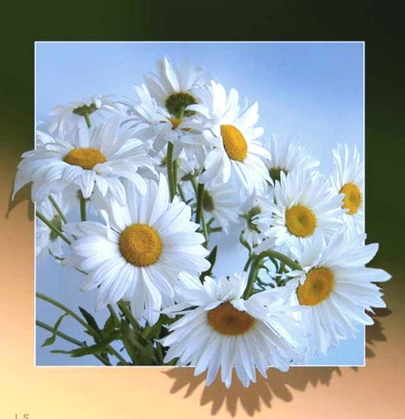 Ромашковая радость - цветы, ямашки. - оригинал