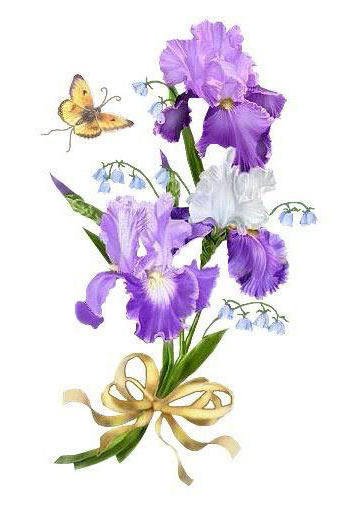 Букет Ирисов - букет, бабочка, цветы, ландыши, ирис - оригинал