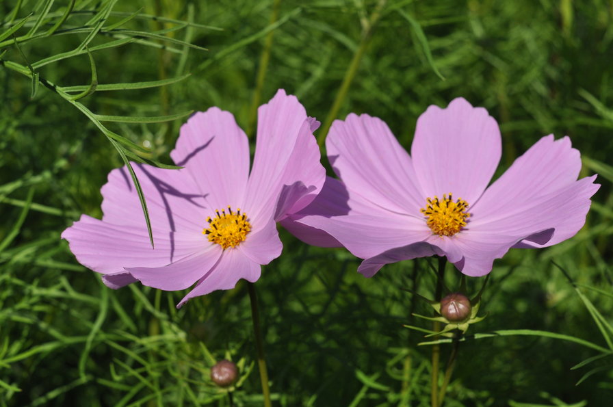 dve - оригинал