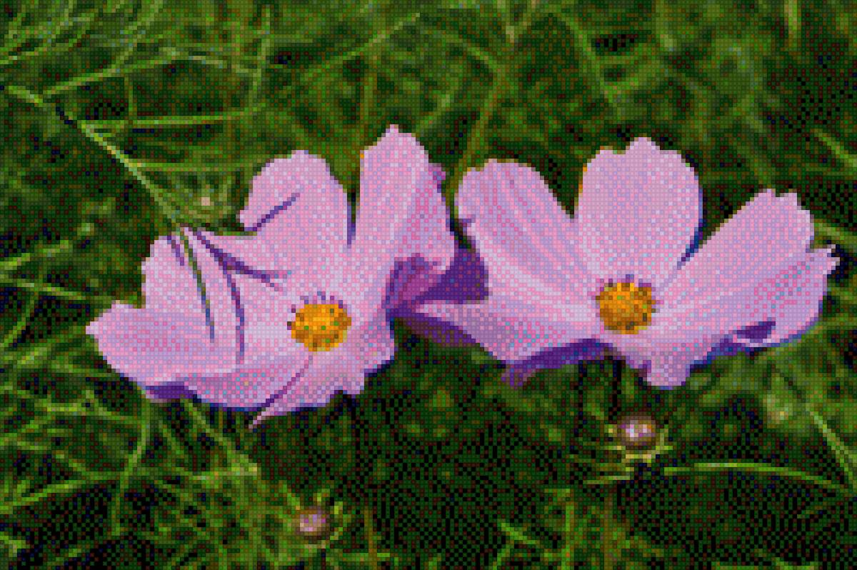 dve - предпросмотр