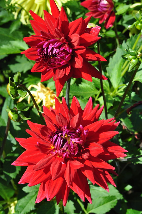 jurginai - оригинал