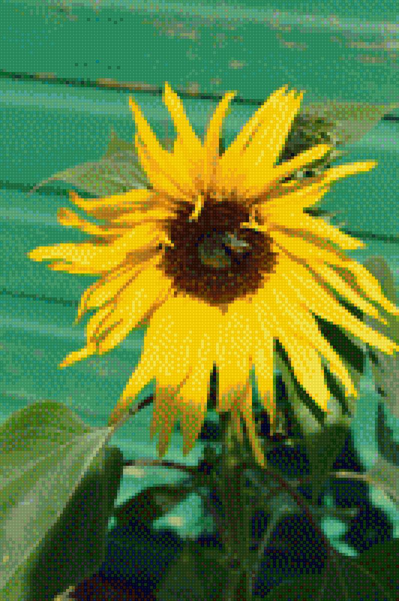 saule - предпросмотр