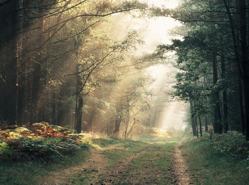 Свет в лесу - оригинал