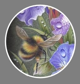 Пчела - пчела, роса, цветы, капли, ирис - оригинал