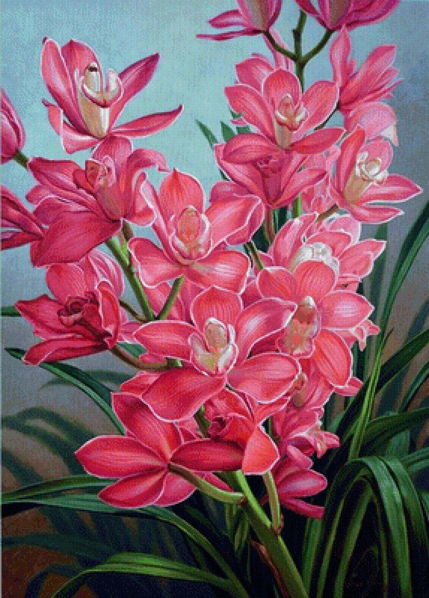 орхидеи - цветы - предпросмотр