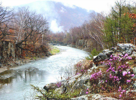 Рудная весной - багульник, весна - оригинал