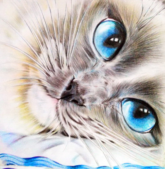 Голубоглазое счастье - котик - оригинал