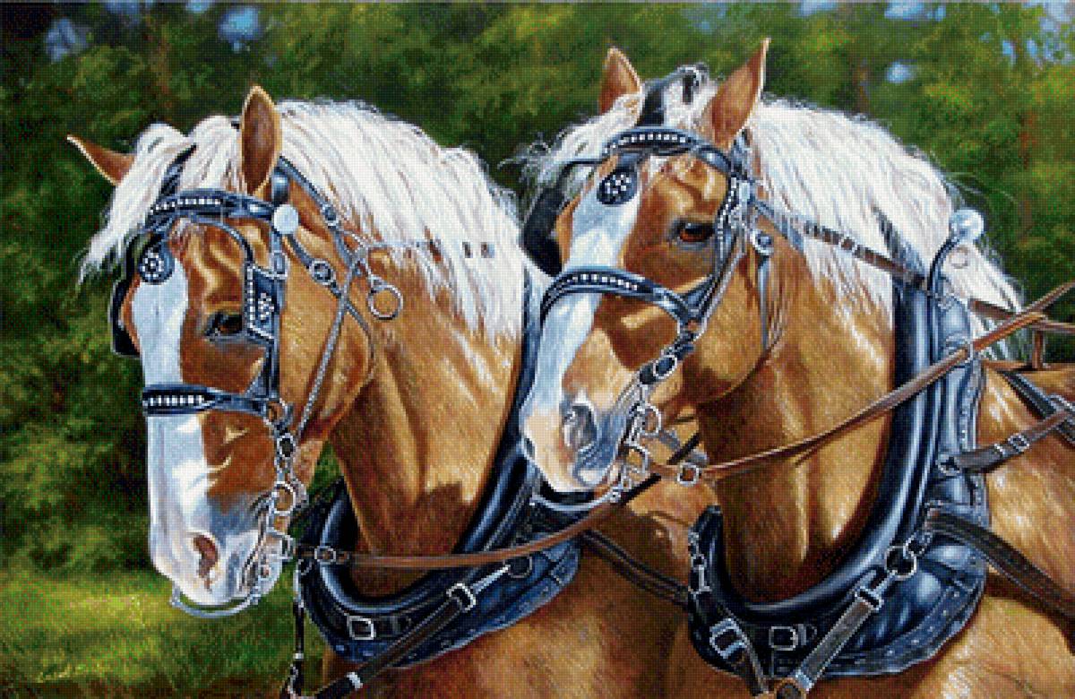 №1645810 - лошади - предпросмотр