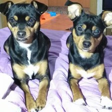 Схема вышивки «Sandra g»