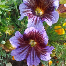 Схема вышивки «сальринглоссис»