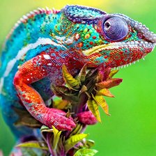 Схема вышивки «№1646270»