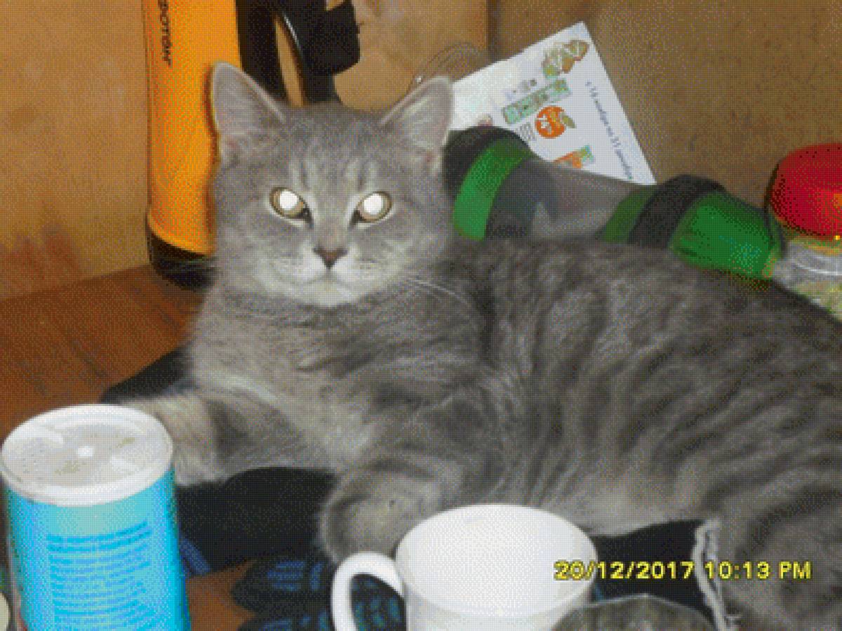 Фунтик - коты, животные - предпросмотр