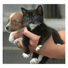 Схема вышивки «11»