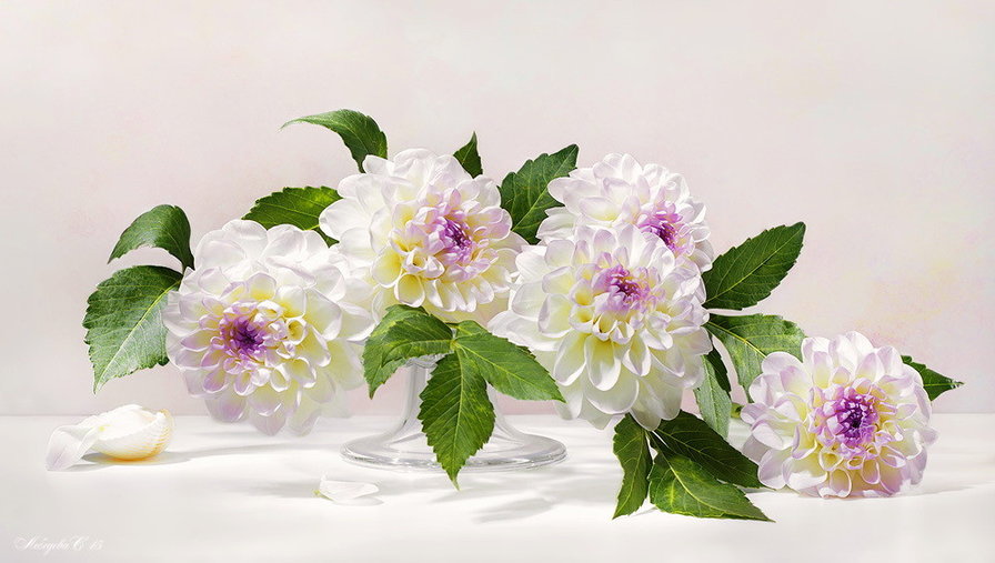 Георгины - оригинал