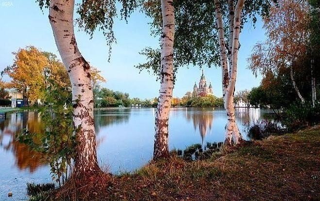 Берёзки - природа - оригинал