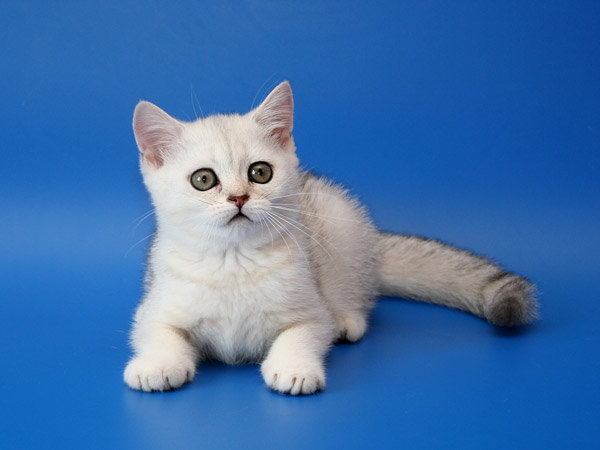 Котёнок - животные, кошки - оригинал