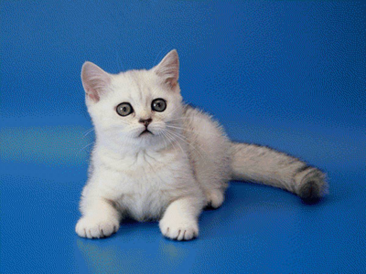 Котёнок - кошки, животные - предпросмотр