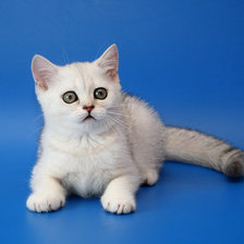 Схема вышивки «Котёнок»