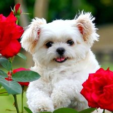 Схема вышивки «27»