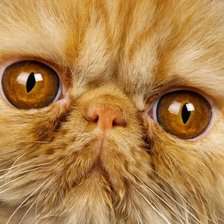 Схема вышивки «Мордочка»