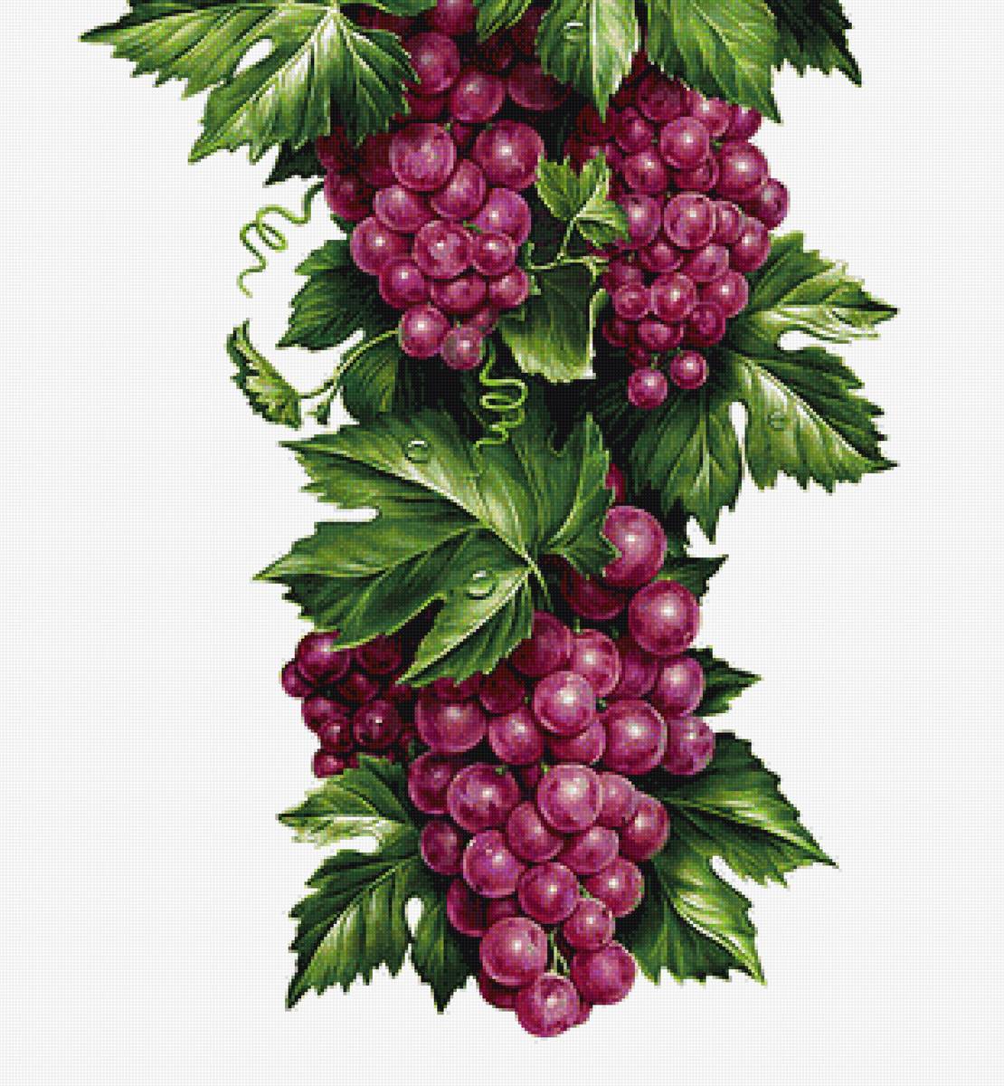 Виноград - предпросмотр