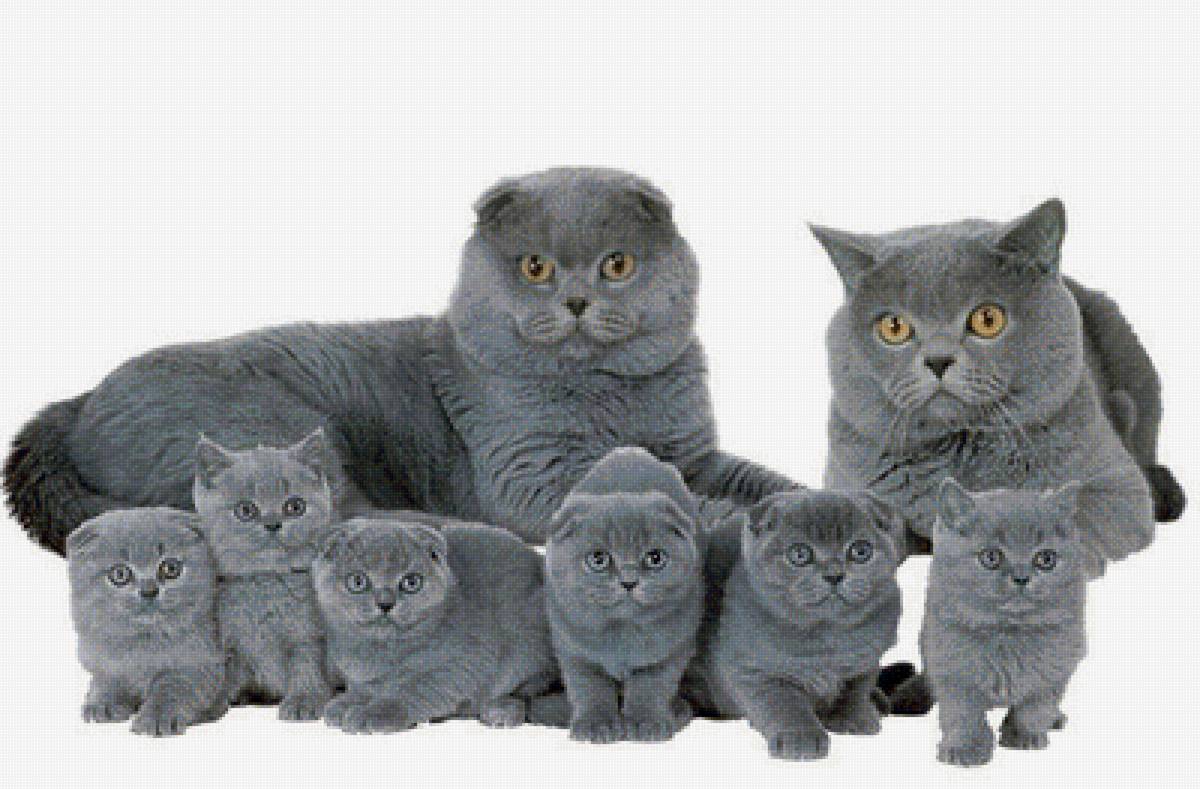 Семья - кошки - предпросмотр