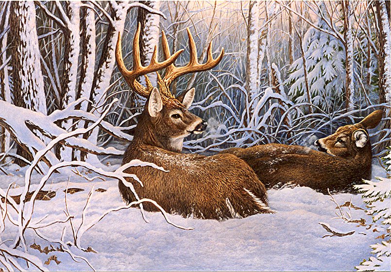 олени в зимнем лесу - зима, природа, животные - оригинал