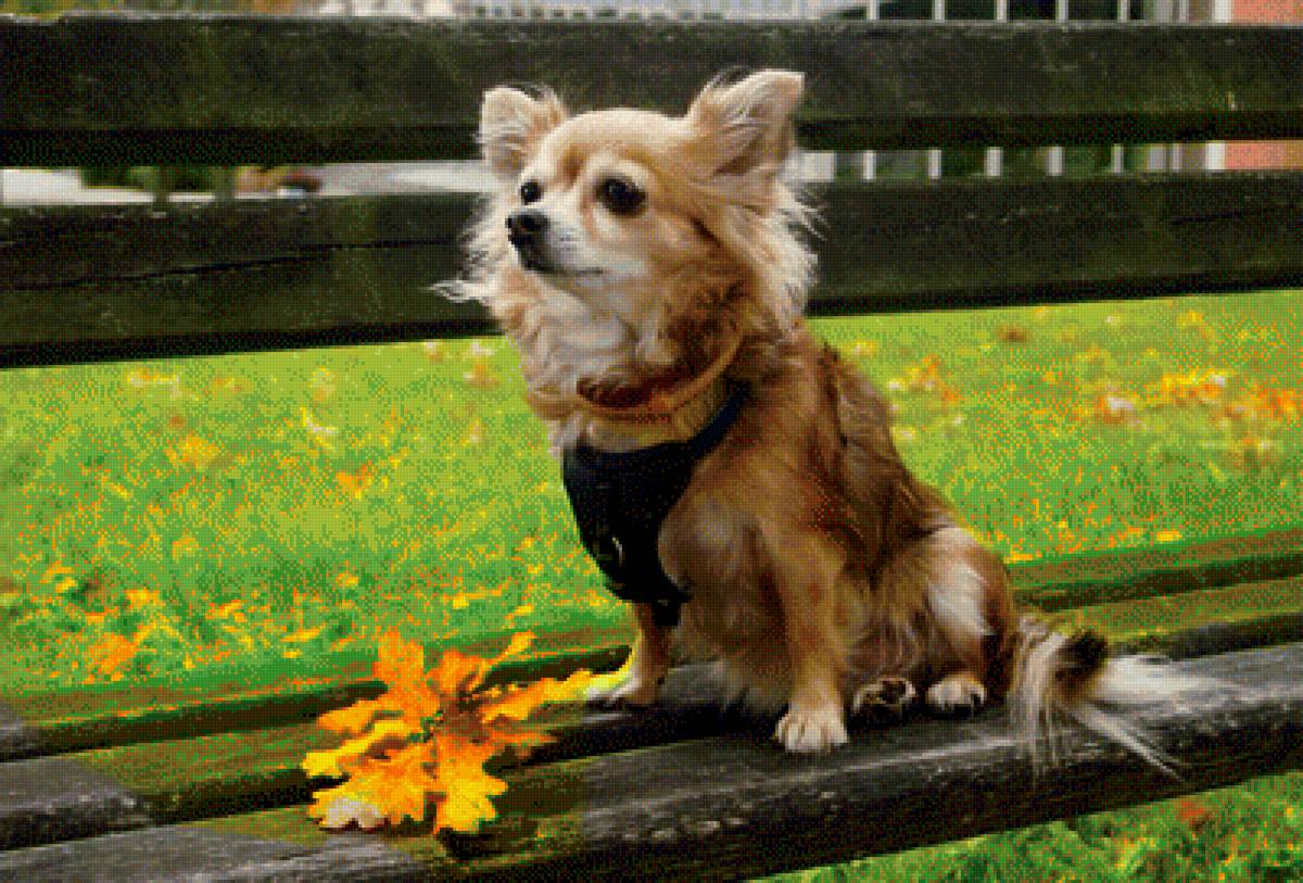 Собачка - собаки, животные - предпросмотр