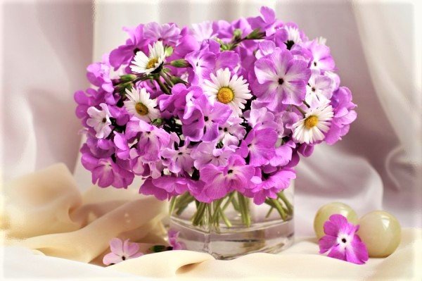 ФЛОКСЫ - флоксы - оригинал