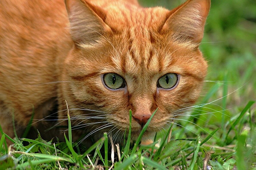 Кот - животные, кошки - оригинал