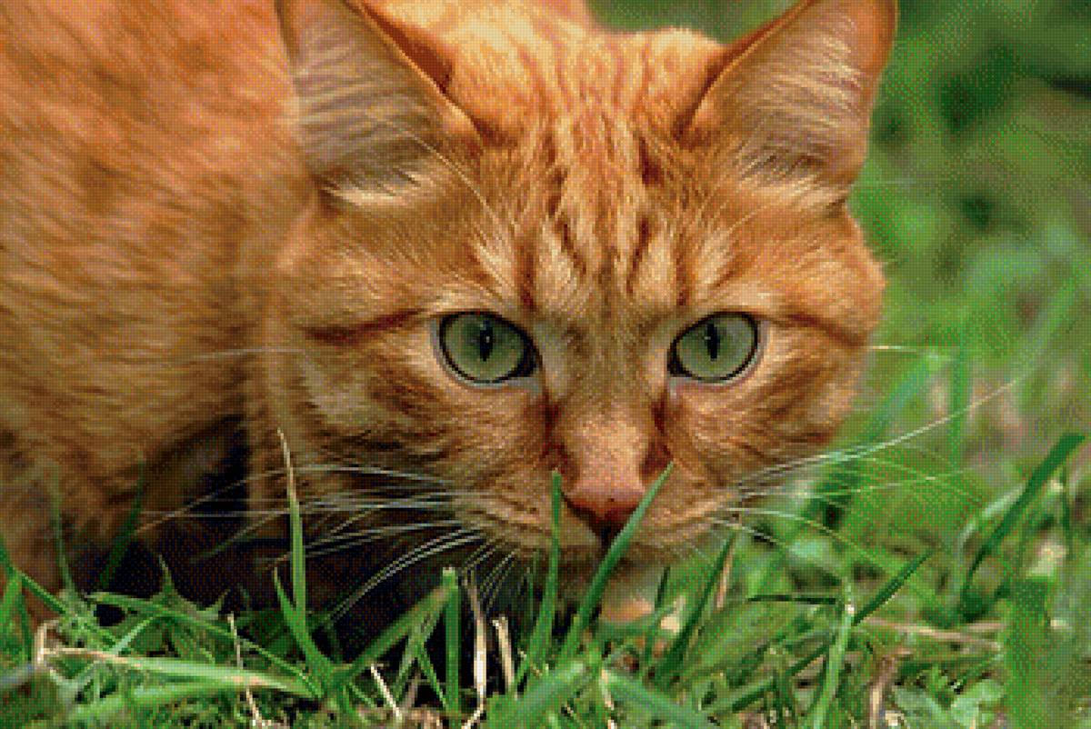 Кот - кошки, животные - предпросмотр