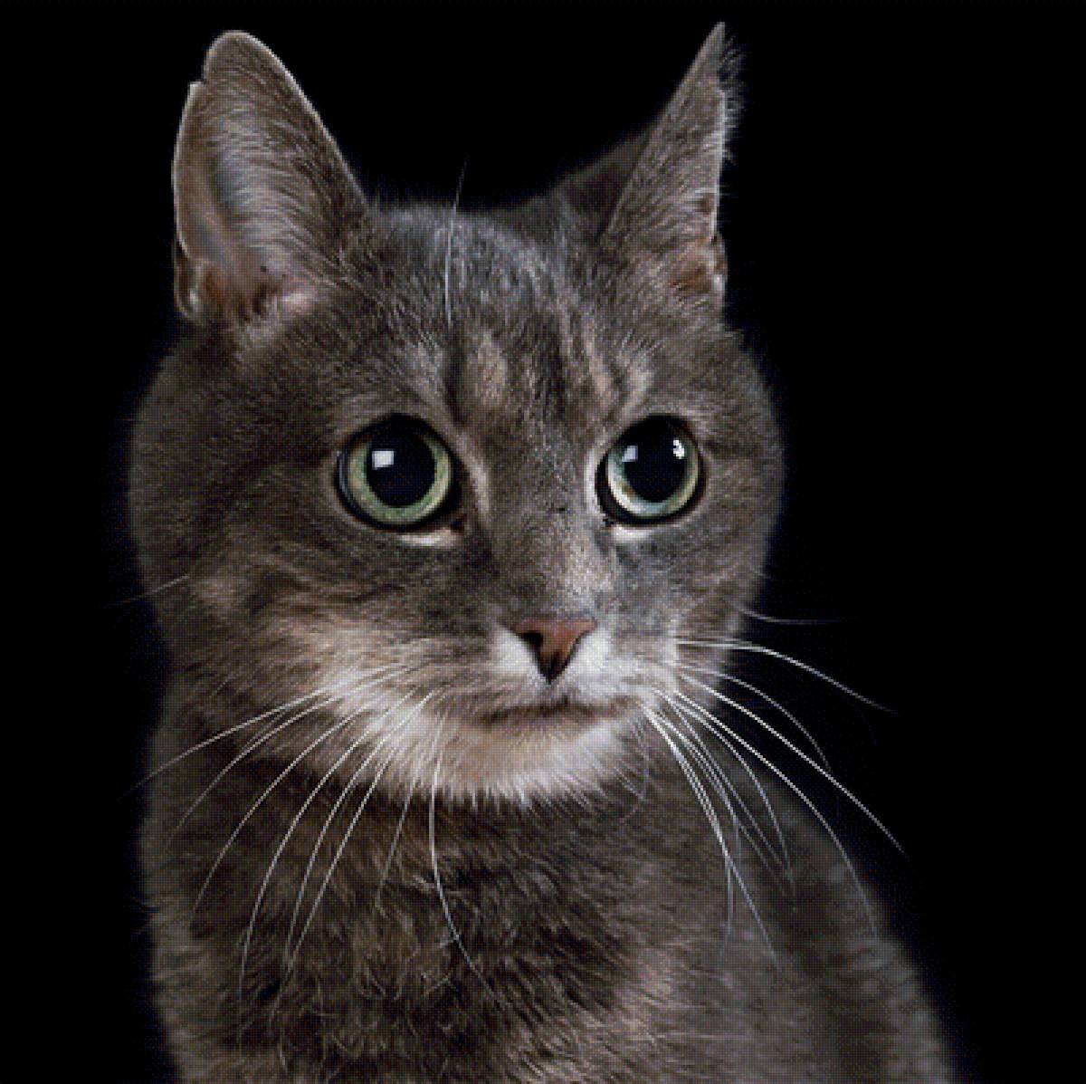 Кошка - животные, кошки - предпросмотр