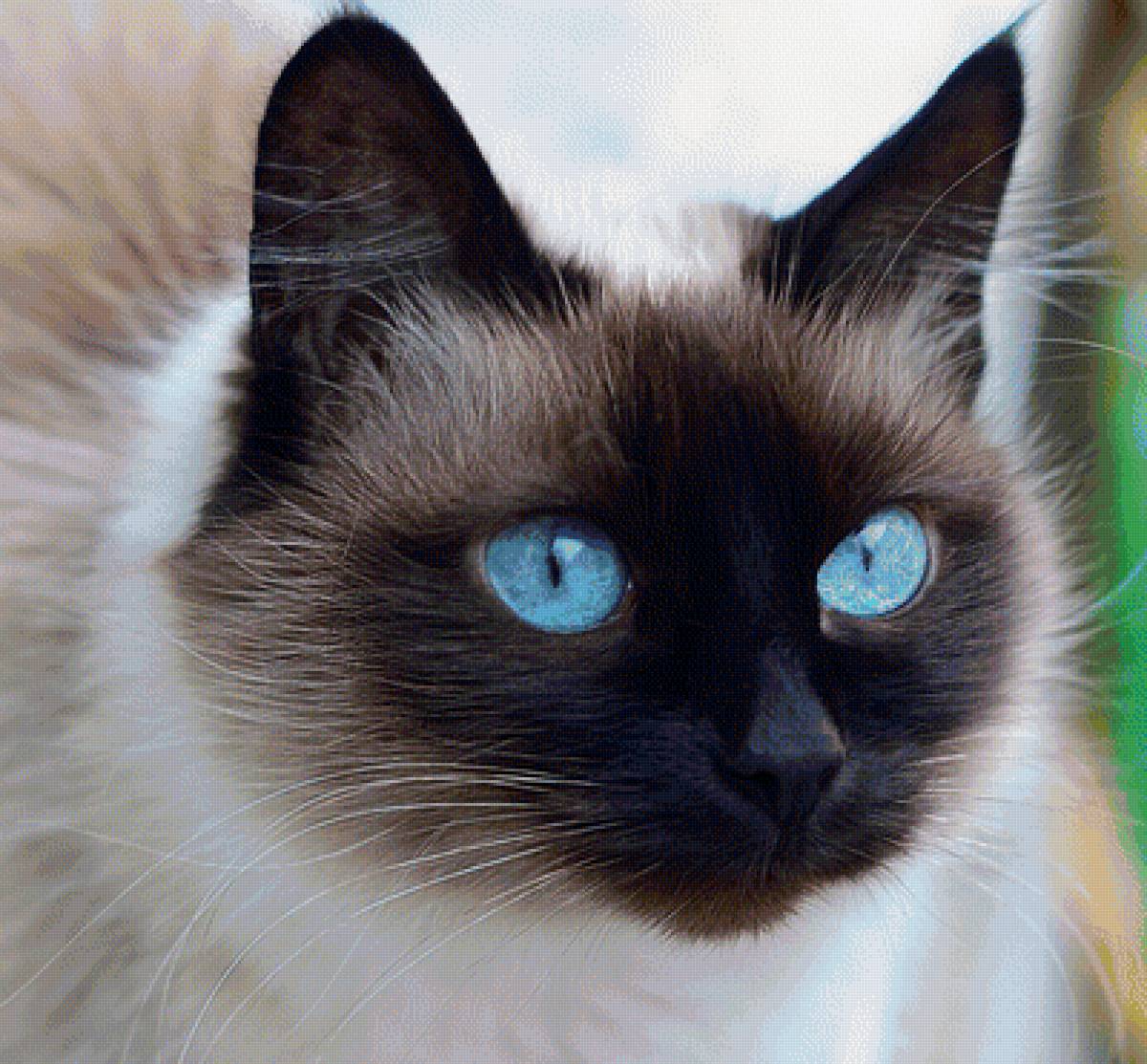 Кошка - кошки, животные - предпросмотр