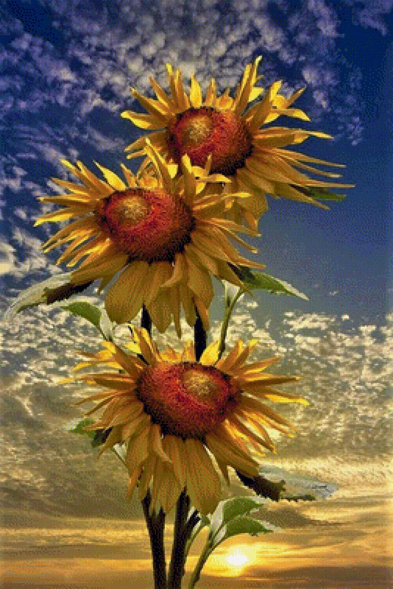 ПОДСОЛНУХИ - осение цветы, подсолнухи - предпросмотр