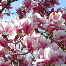 Схема вышивки «МАГНОЛІЇ 2»