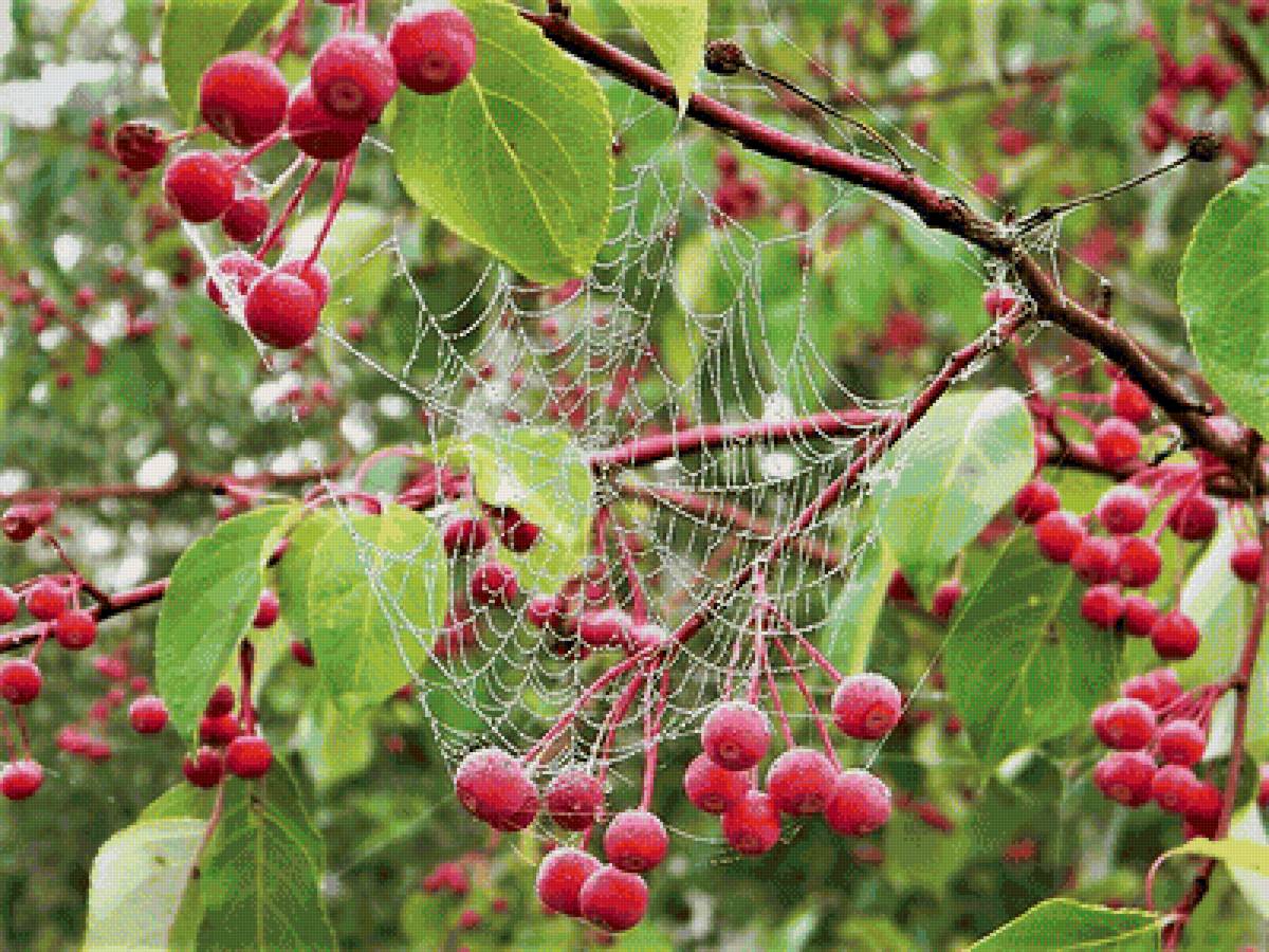 Паутина на рябине - природа, картина, пейзаж, лето - предпросмотр