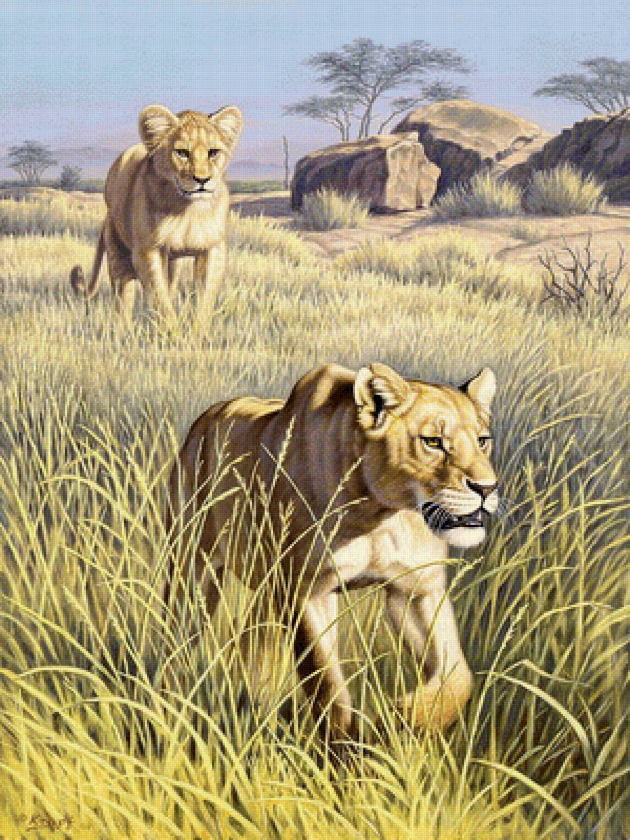 львы - природа, пейзаж, животные - предпросмотр