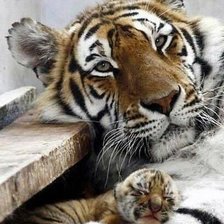 Схема вышивки «Тигры»