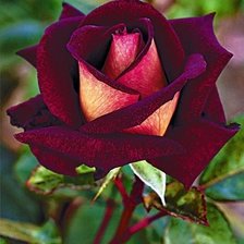 Схема вышивки «Роза»