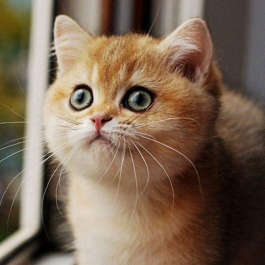 Котенок - оригинал