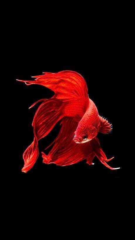 красный петушок - рыбка - оригинал