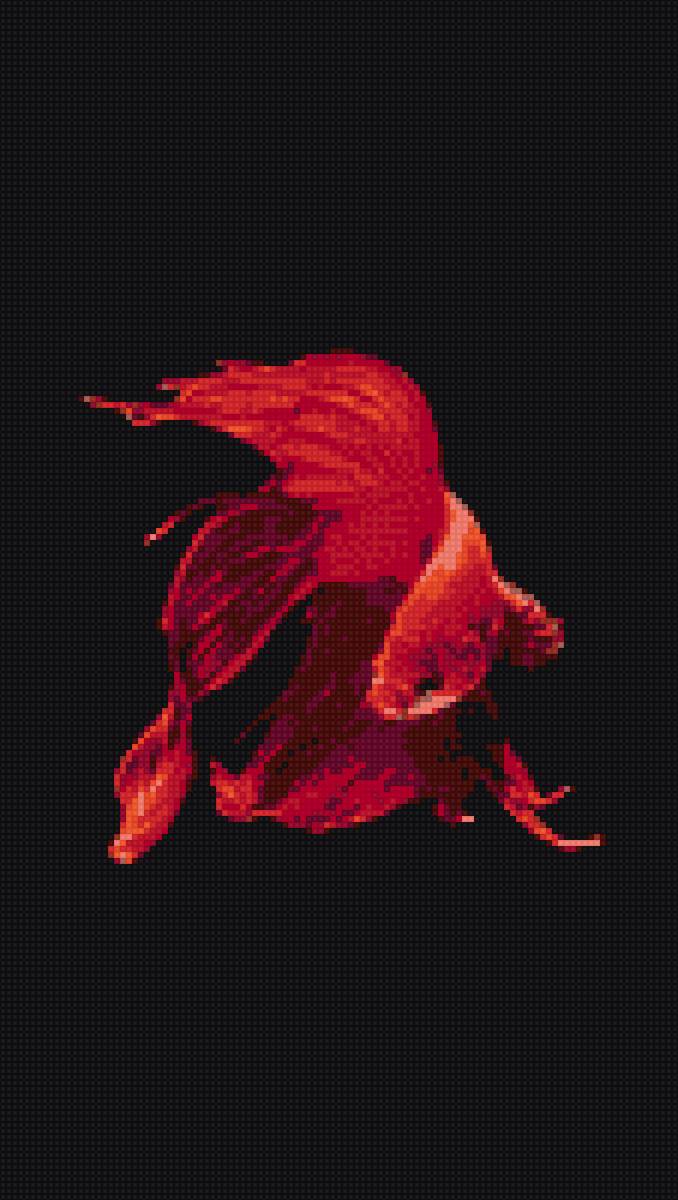 красный петушок - рыбка - предпросмотр