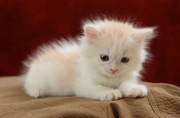 57 - оригинал