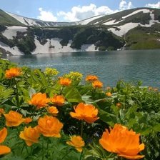 Цвета у горного озера